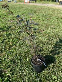 Thumbnail for Acer palmatum 'Twombly's Red Sentinel' Red Columnar Japanese Maple - Maple Ridge Nursery