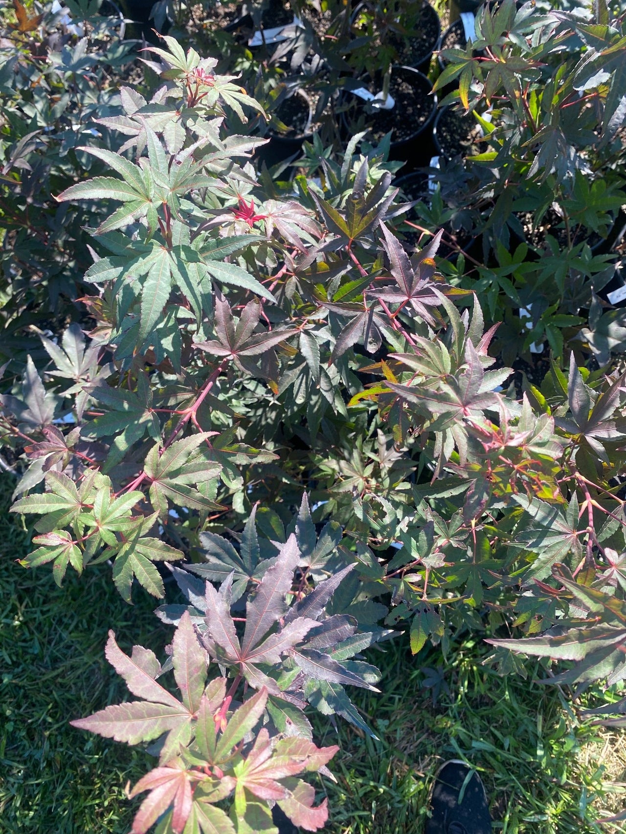 Acer palmatum 'Twombly's Red Sentinel' Red Columnar Japanese Maple - Maple Ridge Nursery