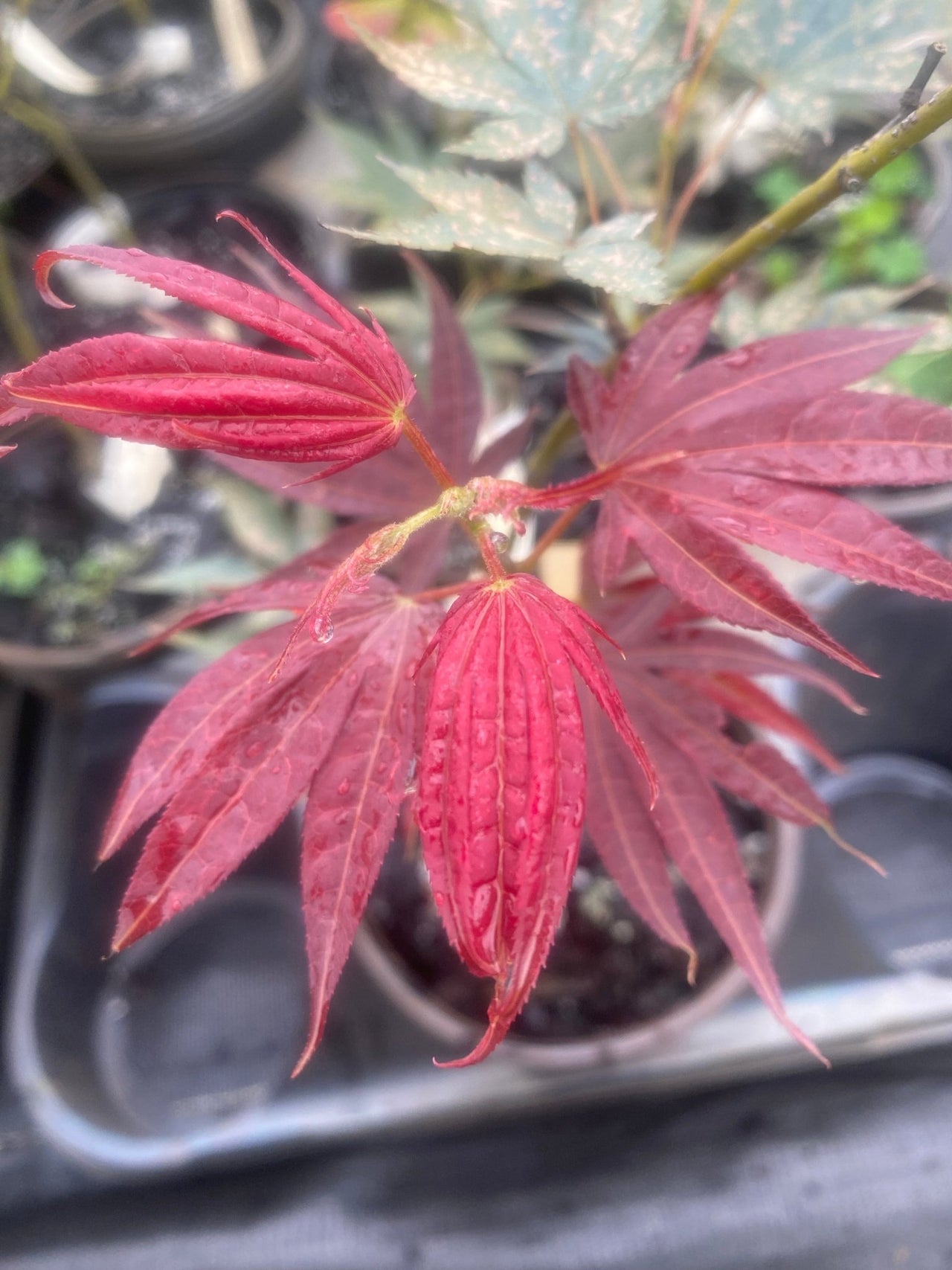 Acer palmatum 'Umegae' - Maple Ridge Nursery