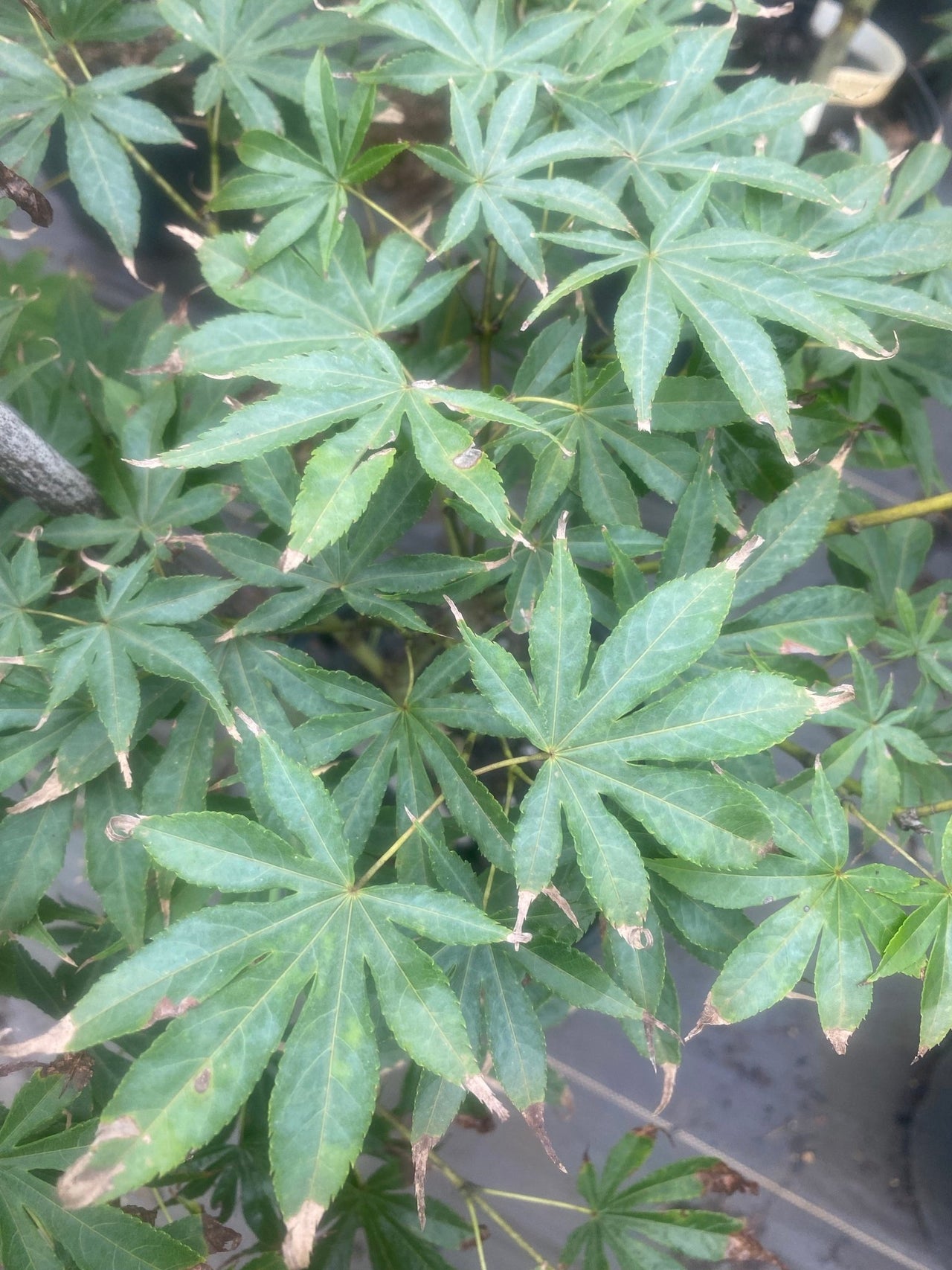 Acer palmatum 'Verkade's Winter Gold' Green Bark Japanese Maple - Maple Ridge Nursery