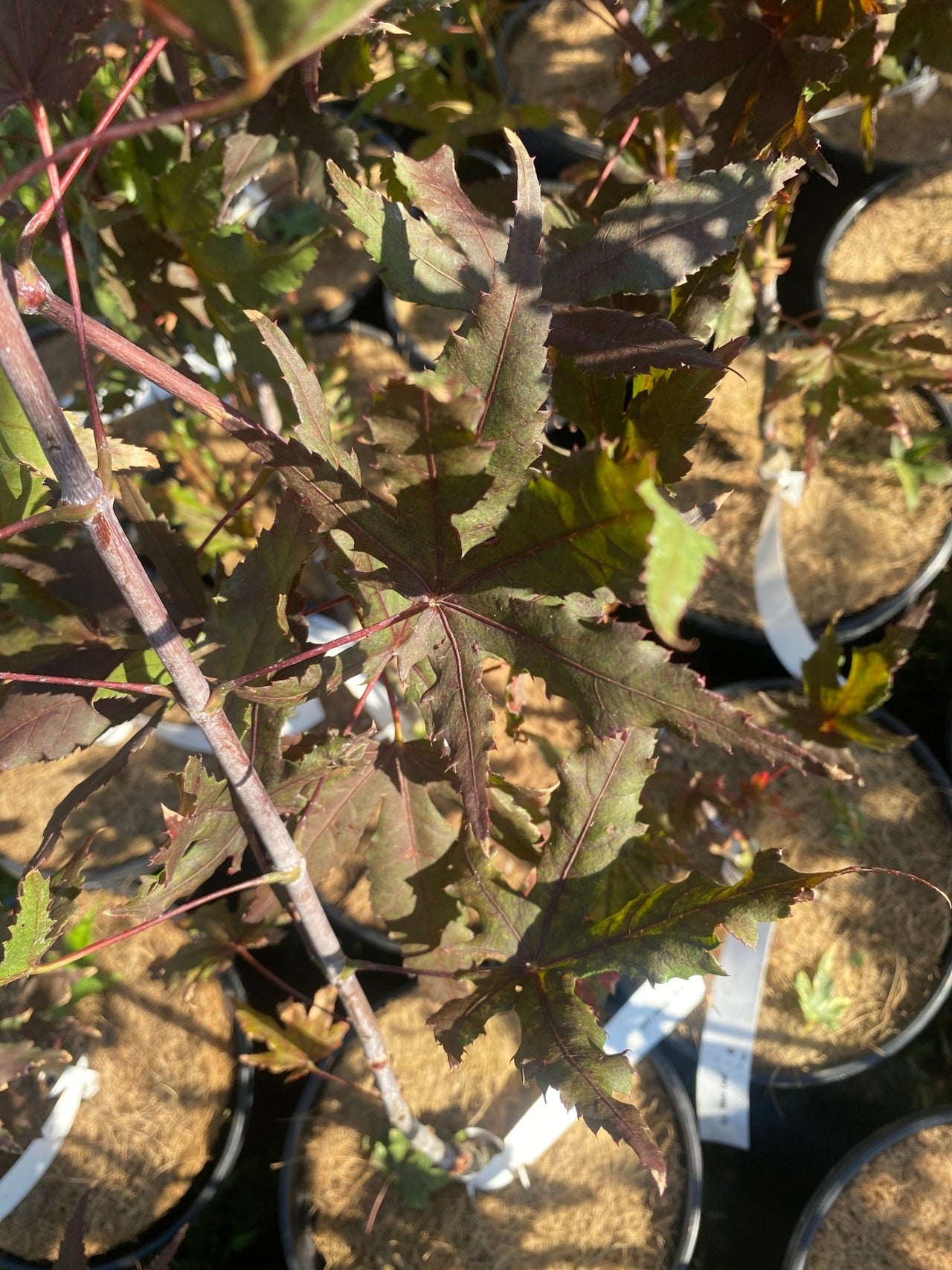 Acer palmatum 'Waveleaf' Reticulated Japanese Maple - Maple Ridge Nursery