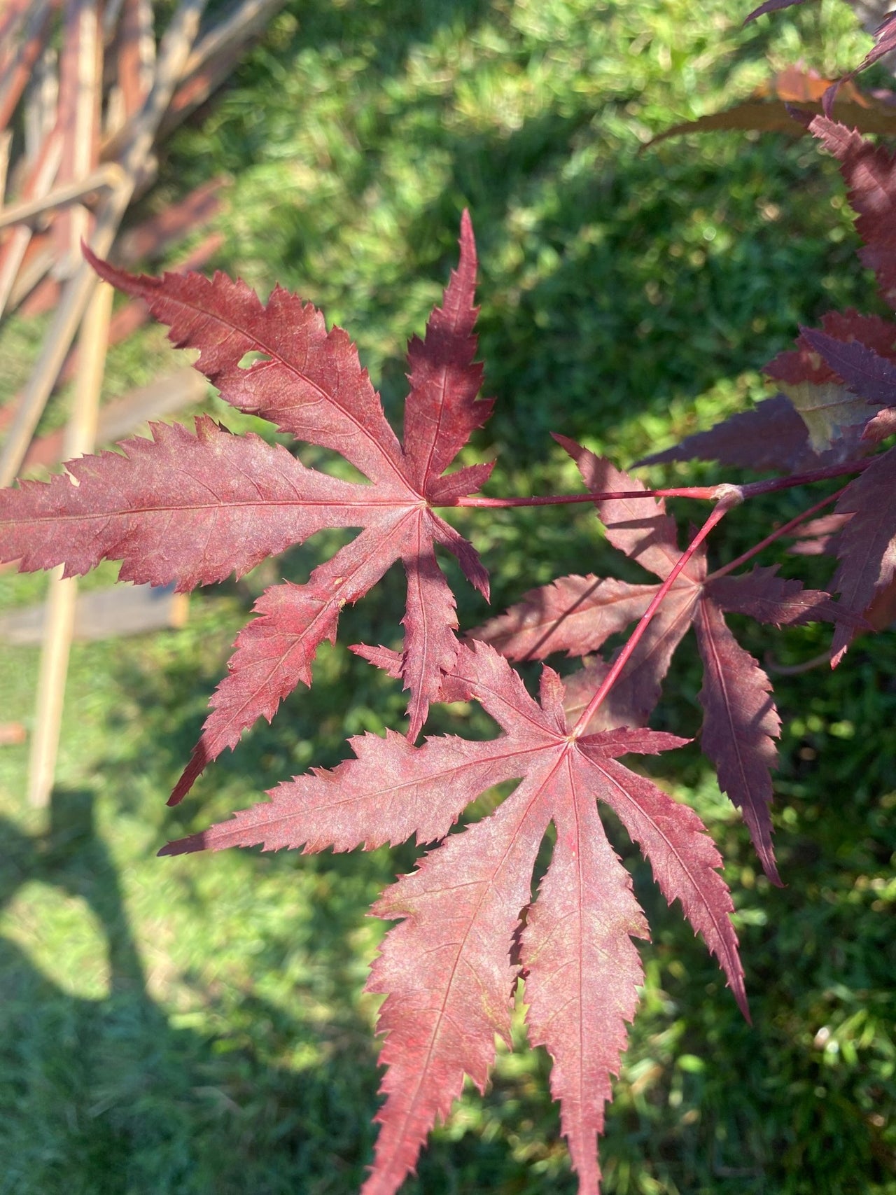 Acer palmatum 'Waveleaf' Reticulated Japanese Maple - Maple Ridge Nursery