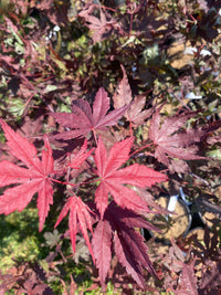 Thumbnail for Acer palmatum 'Waveleaf' Reticulated Japanese Maple - Maple Ridge Nursery