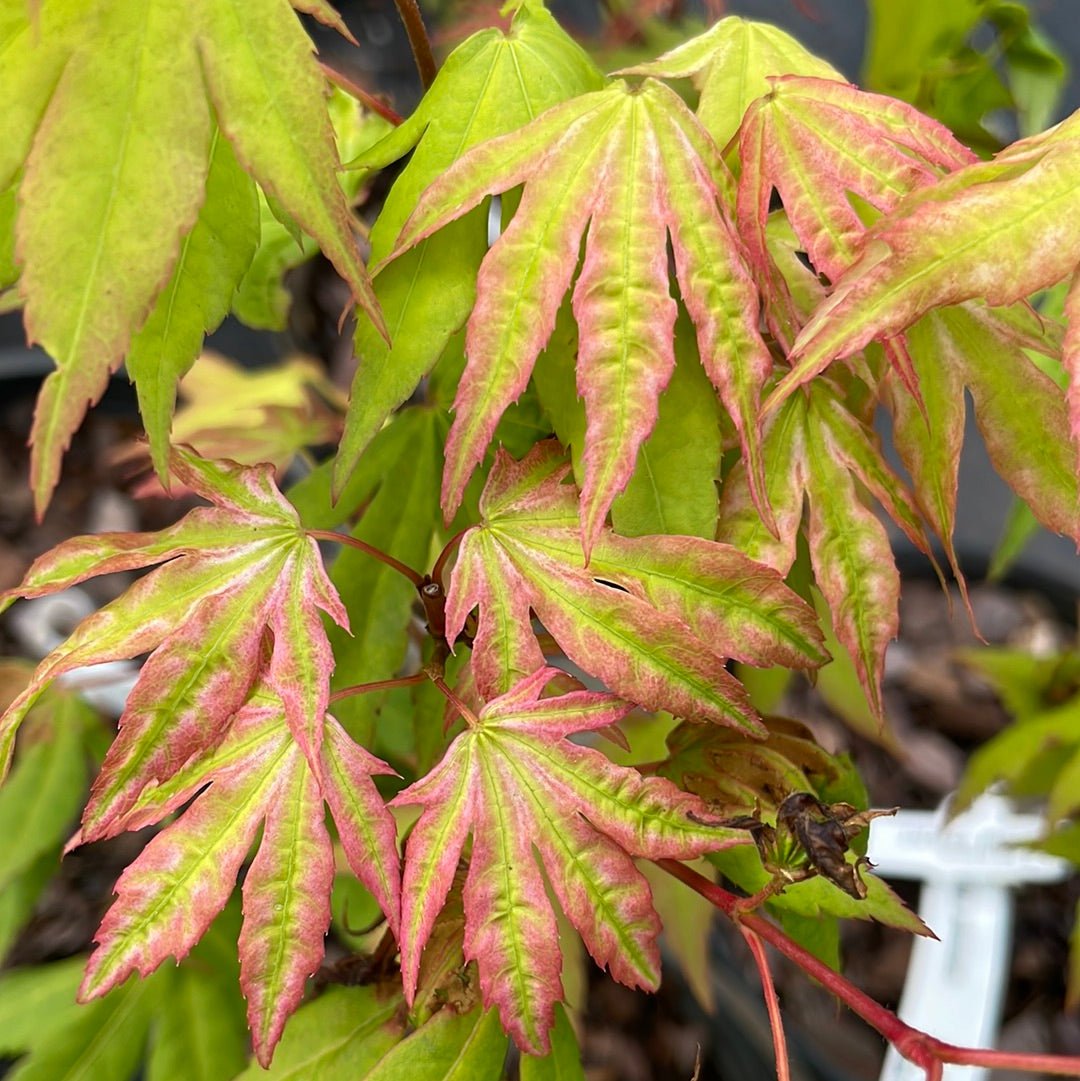 Acer palmatum 'Yama nishiki' Variegated Japanese Maple - Maple Ridge Nursery