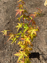 Thumbnail for Acer palmatum 'Yellow Princess' - Maple Ridge Nursery
