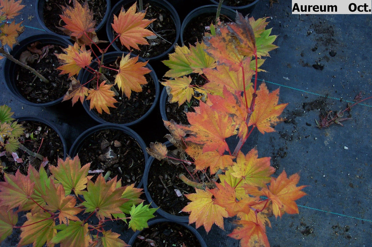 Acer shirasawanum 'Aureum' Full Moon Japanese Maple - Maple Ridge Nursery