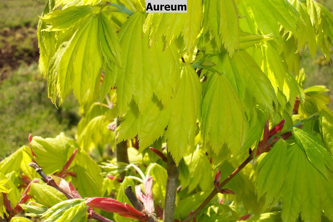 Acer shirasawanum 'Aureum' Full Moon Japanese Maple - Maple Ridge Nursery