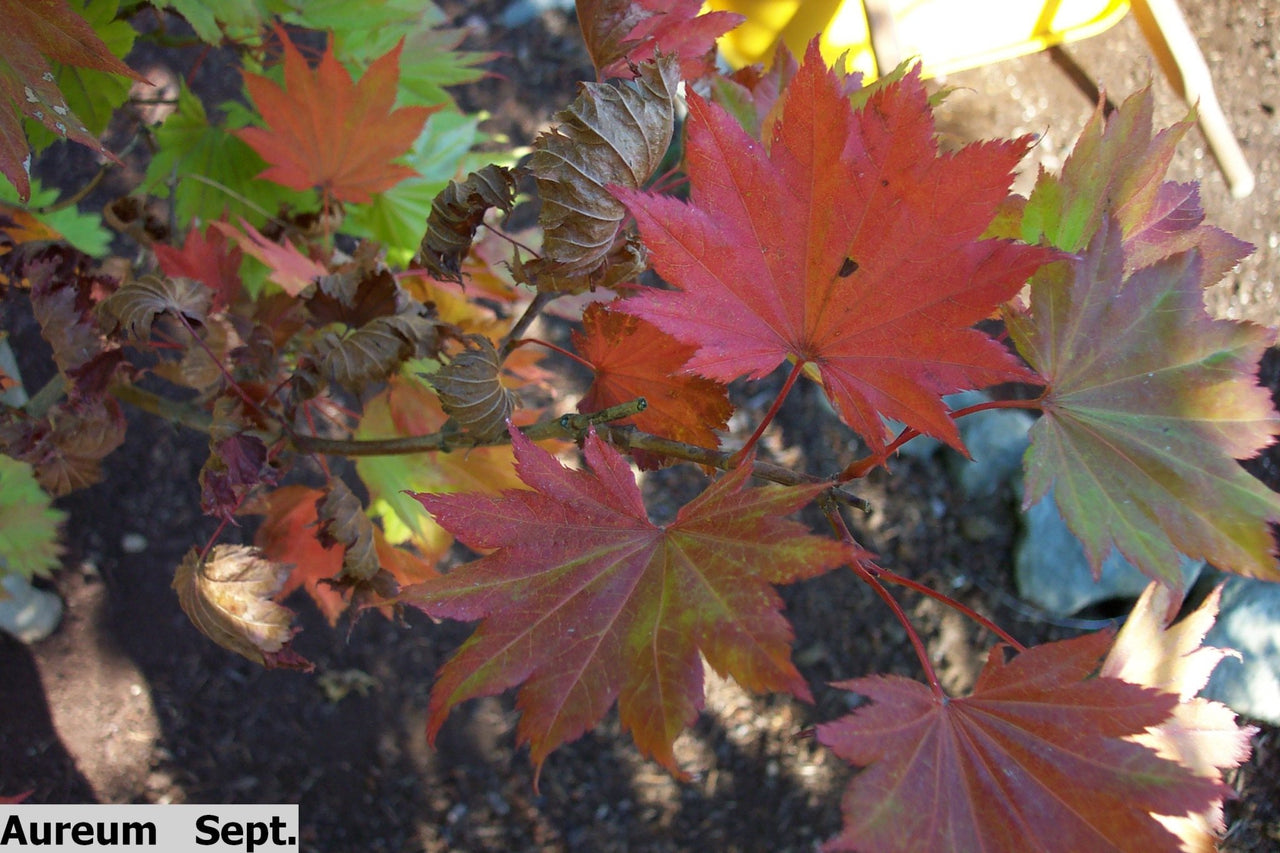 Acer shirasawanum 'Aureum' Full Moon Japanese Maple - Maple Ridge Nursery