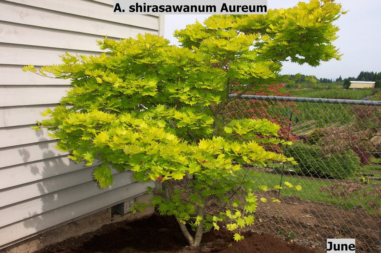 Acer shirasawanum 'Aureum' Full Moon Japanese Maple - Maple Ridge Nursery