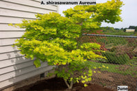 Thumbnail for Acer shirasawanum 'Aureum' Full Moon Japanese Maple - Maple Ridge Nursery