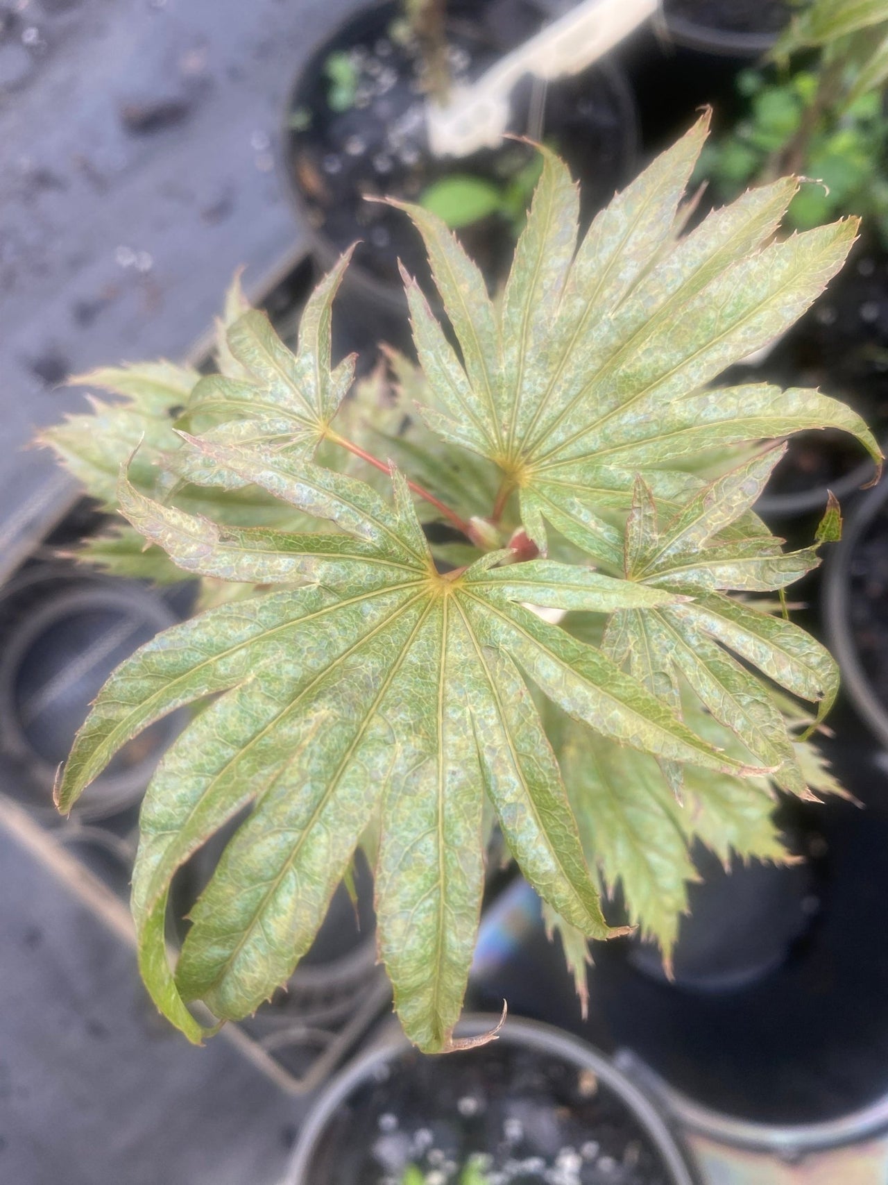 Acer shirasawanum 'Bashful' - Maple Ridge Nursery