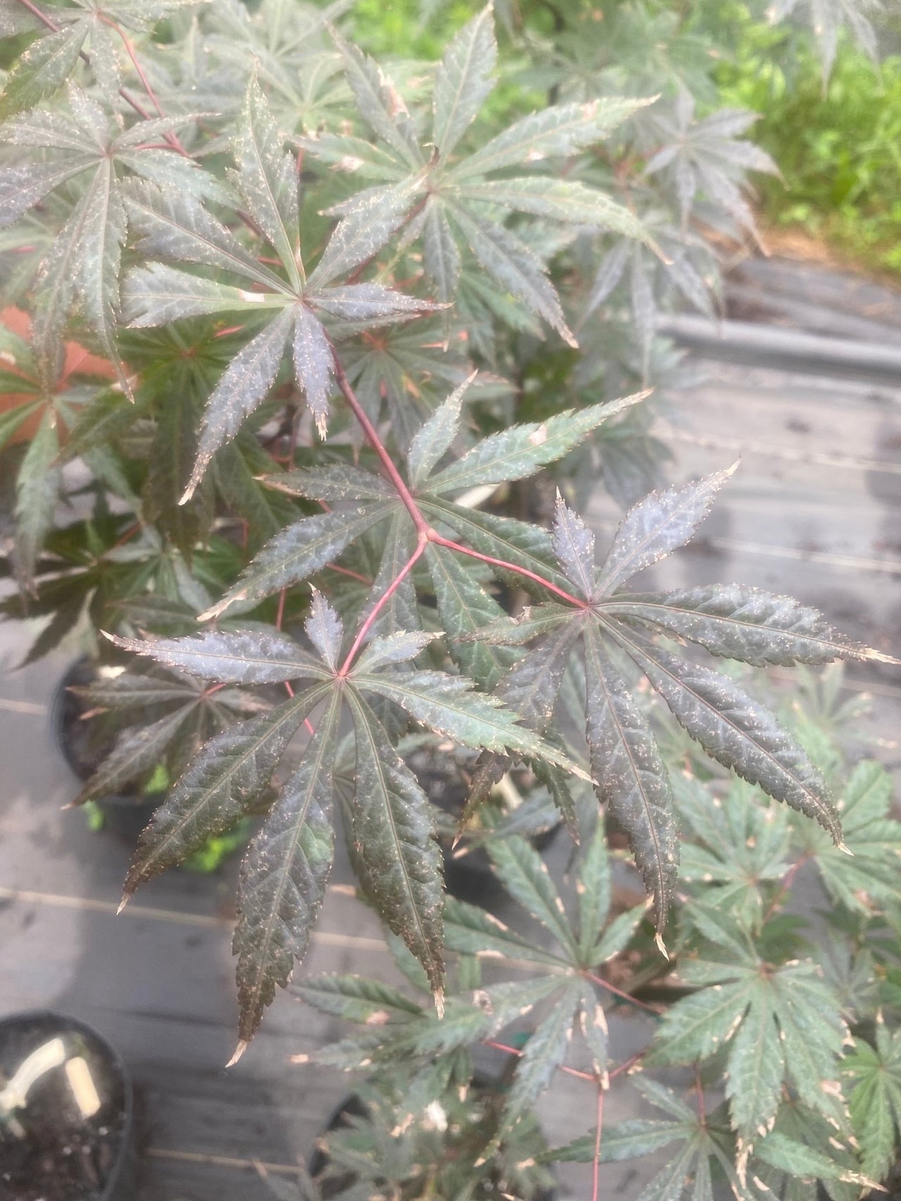 Acer shirasawanum 'Purple Umbrella' Full Moon Japanese Maple - Maple Ridge Nursery