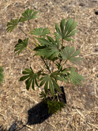 Thumbnail for Acer shirasawanum 'Sensu' - Maple Ridge Nursery