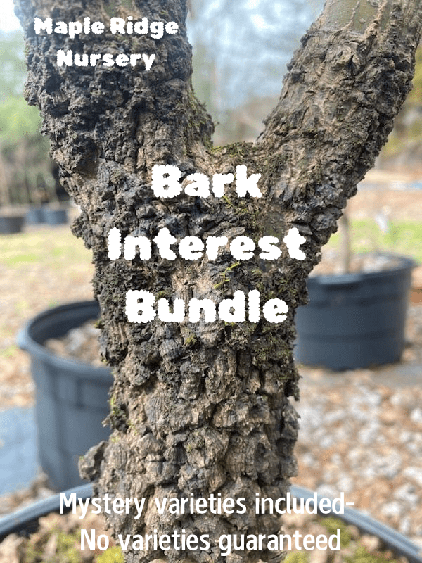 Bark Interest Japanese Maple Bundle - Maple Ridge Nursery