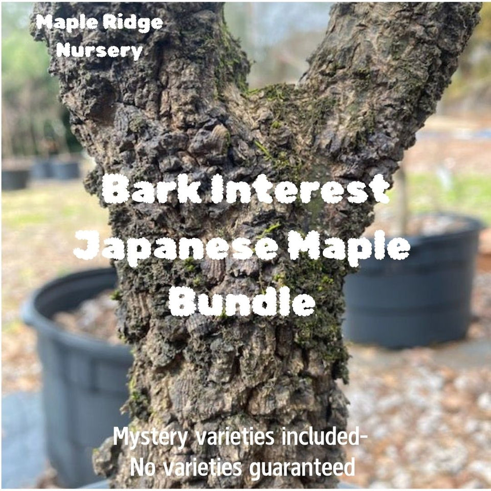 Bark Interest Japanese Maple Bundle  Maple Ridge Nursery