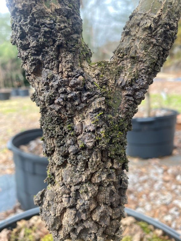 Bark Interest Japanese Maple Bundle - Maple Ridge Nursery