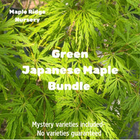 Thumbnail for Green Japanese Maple Bundle - Maple Ridge Nursery