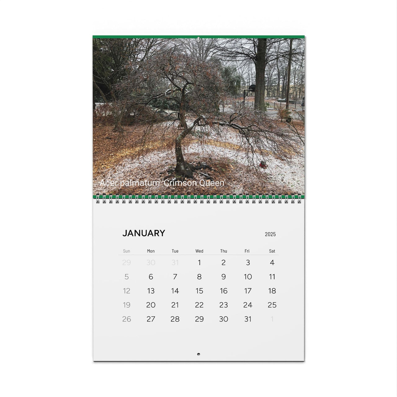 Japanese Maple Wall Calendar 2025 - Maple Ridge Nursery