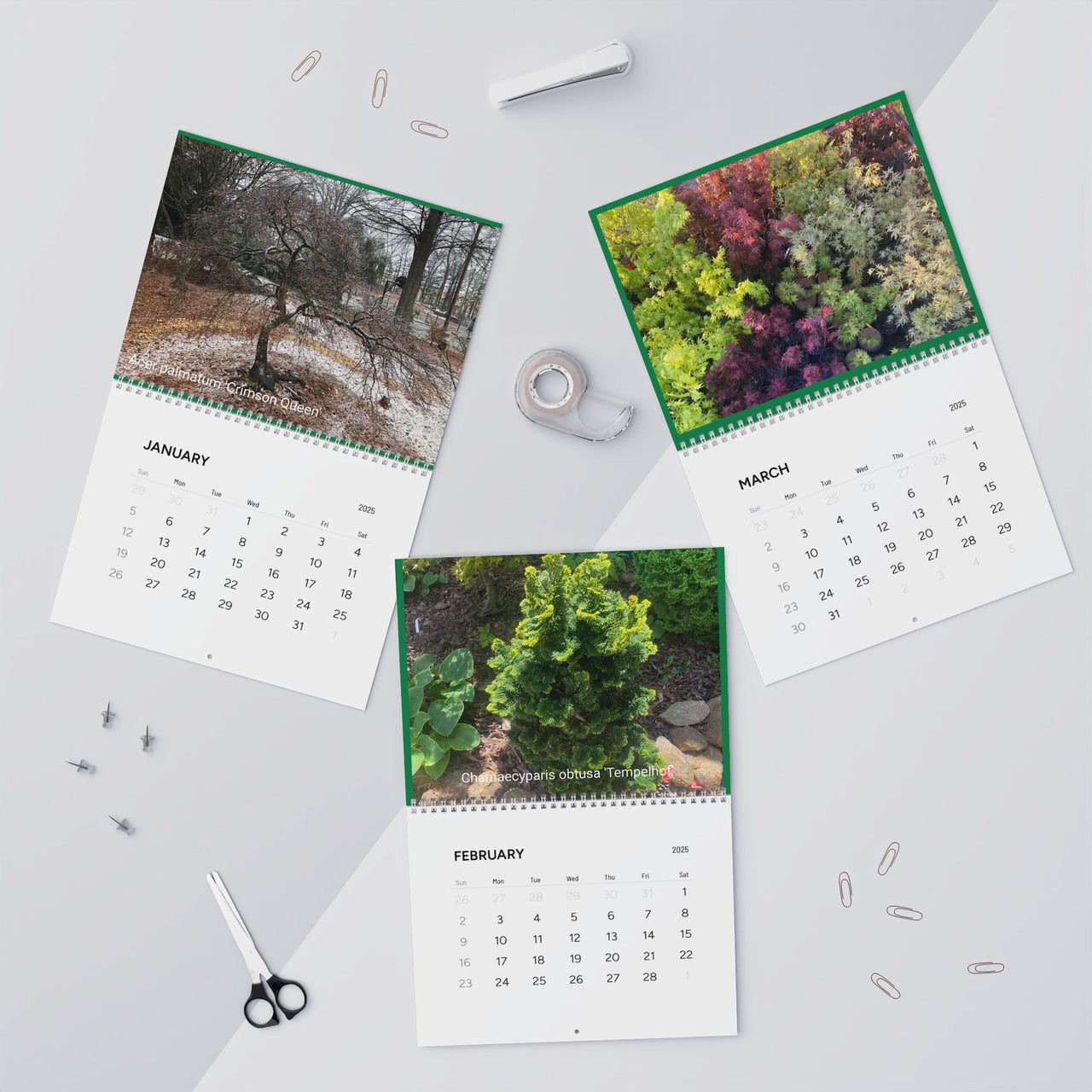 Japanese Maple Wall Calendar 2025 - Maple Ridge Nursery