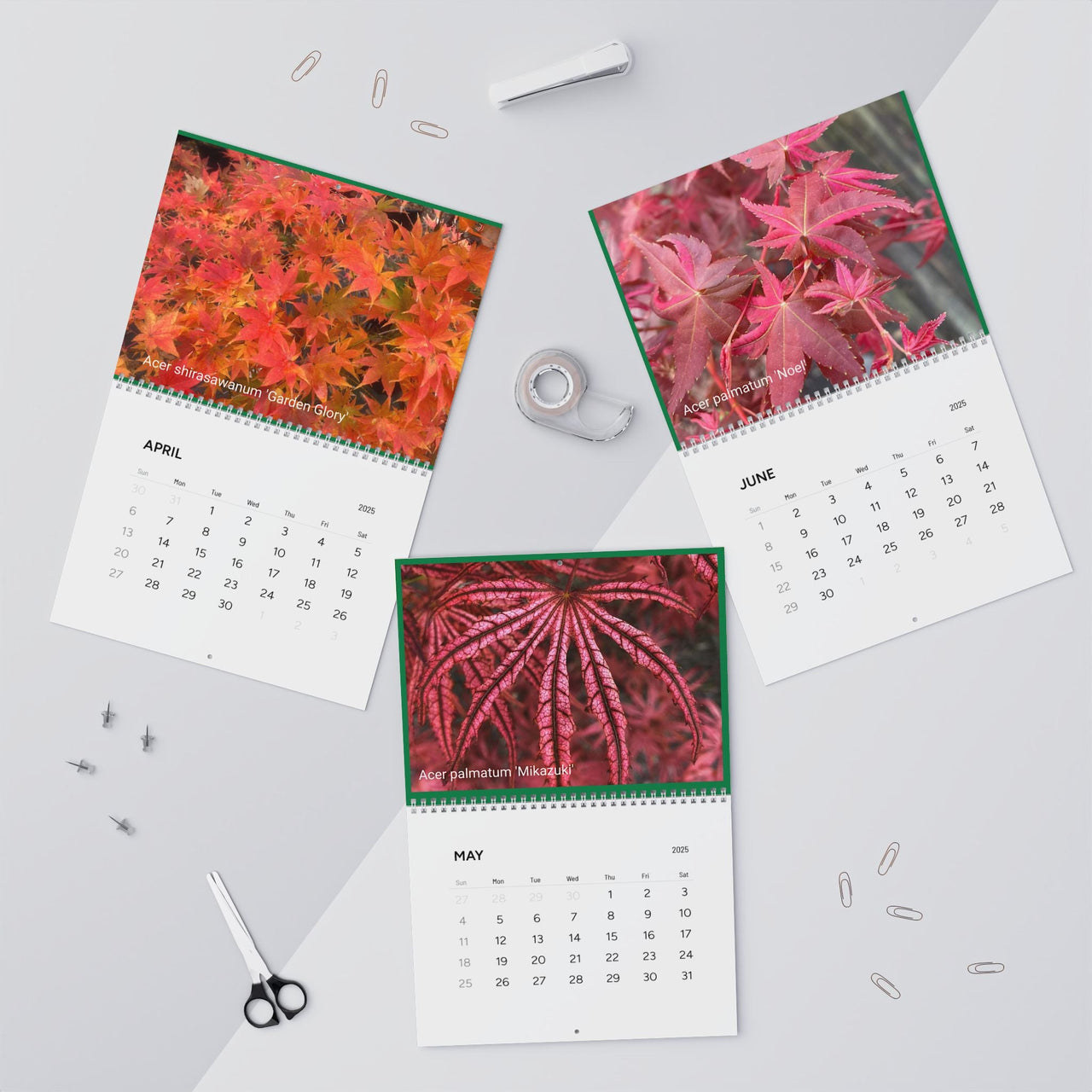 Japanese Maple Wall Calendar 2025 - Maple Ridge Nursery