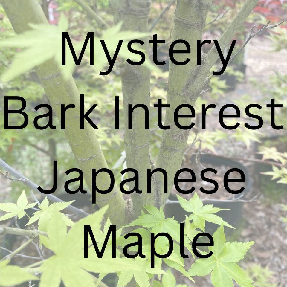 Mystery Bark Interest Japanese Maple – Maple Ridge Nursery
