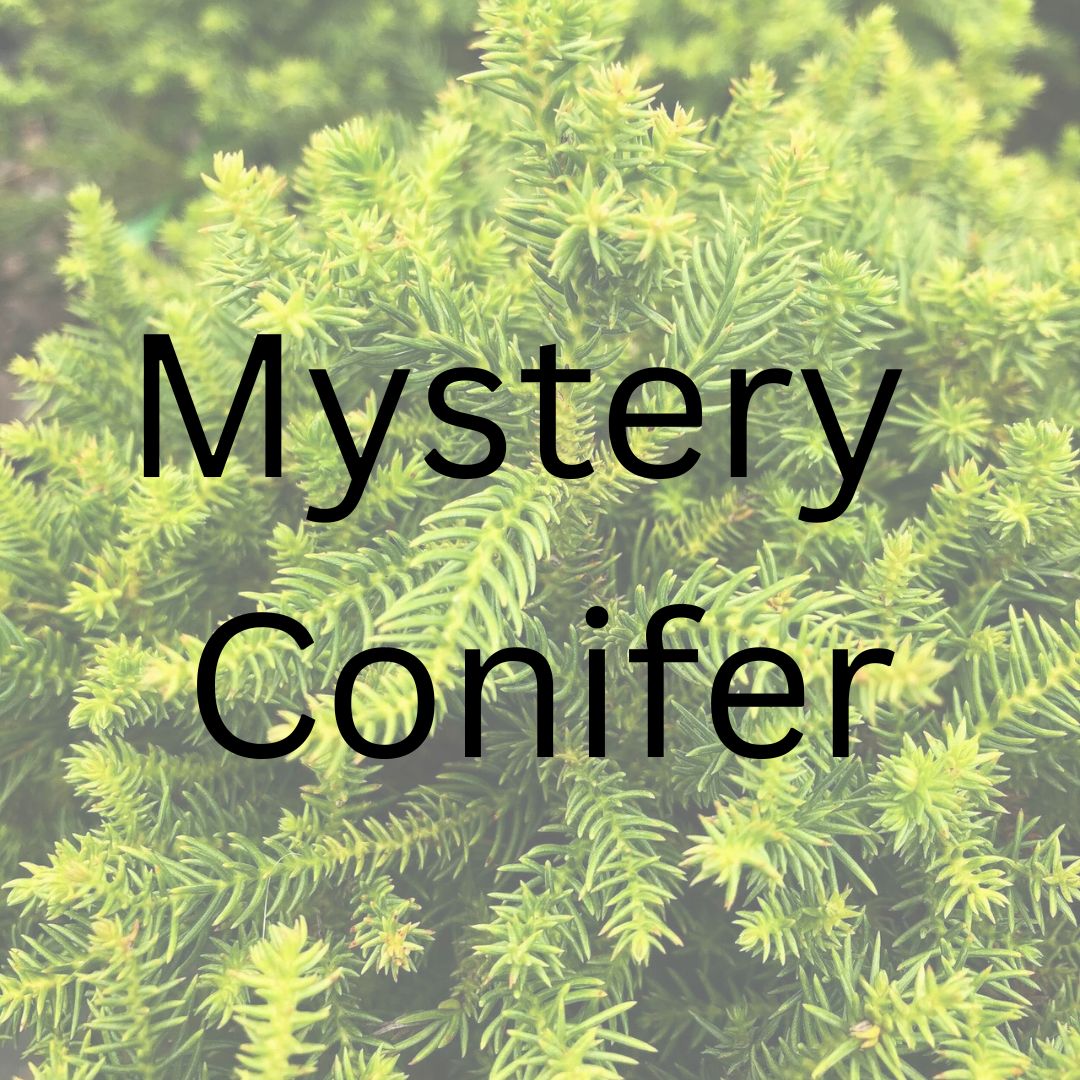 Mystery Conifer - Maple Ridge Nursery