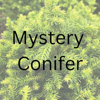 Thumbnail for Mystery Conifer - Maple Ridge Nursery