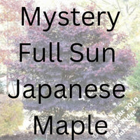 Thumbnail for Mystery Full Sun Japanese Maple - Maple Ridge Nursery