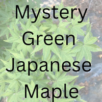 Thumbnail for Mystery Green Japanese Maple - Maple Ridge Nursery