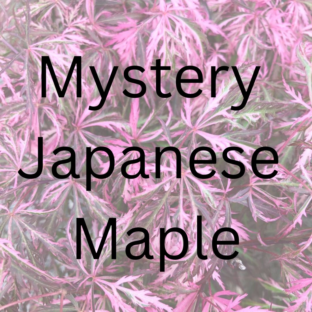 Mystery Japanese Maple - Maple Ridge Nursery