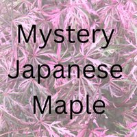 Thumbnail for Mystery Japanese Maple - Maple Ridge Nursery