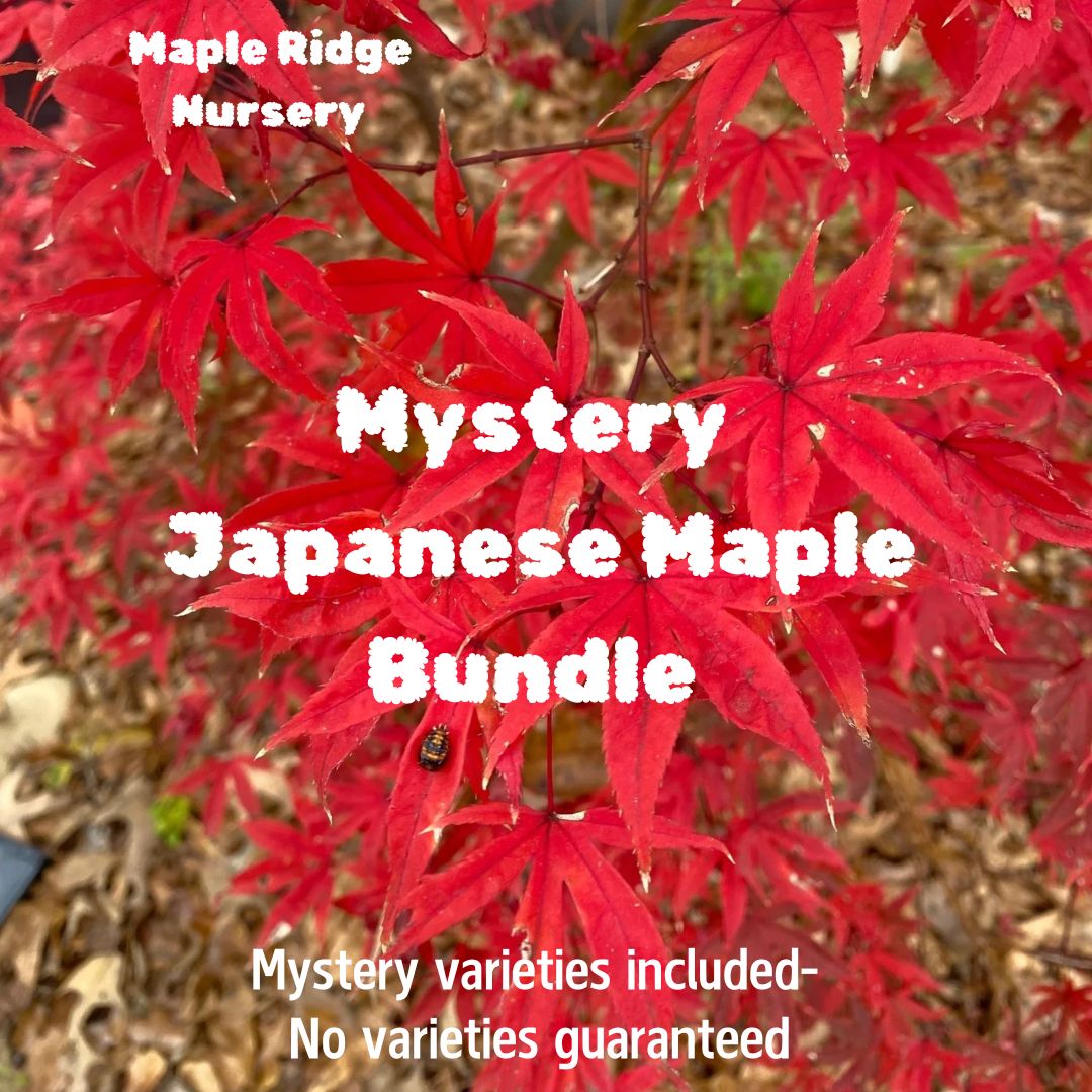 Mystery Japanese Maple Bundle - Maple Ridge Nursery