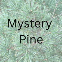Thumbnail for Mystery Pine - Maple Ridge Nursery
