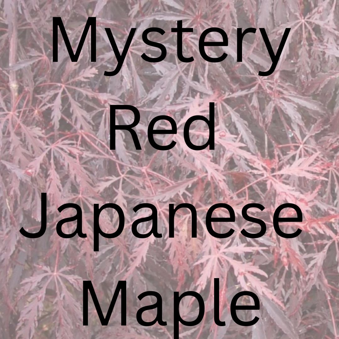 Mystery Red Japanese Maple - Maple Ridge Nursery