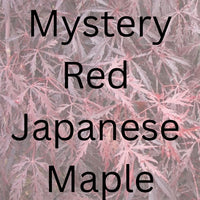 Thumbnail for Mystery Red Japanese Maple - Maple Ridge Nursery