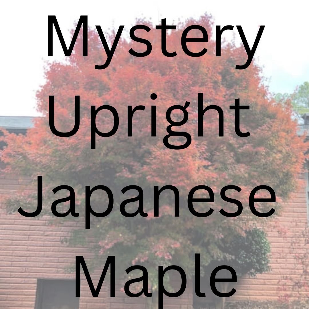 Mystery Upright Japanese Maple - Maple Ridge Nursery