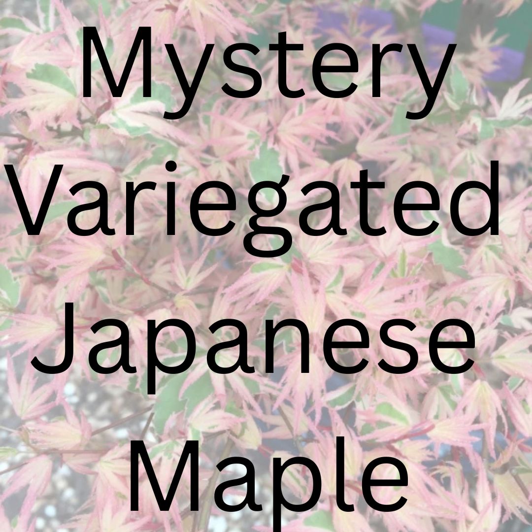 Mystery Variegated Japanese Maple - Maple Ridge Nursery