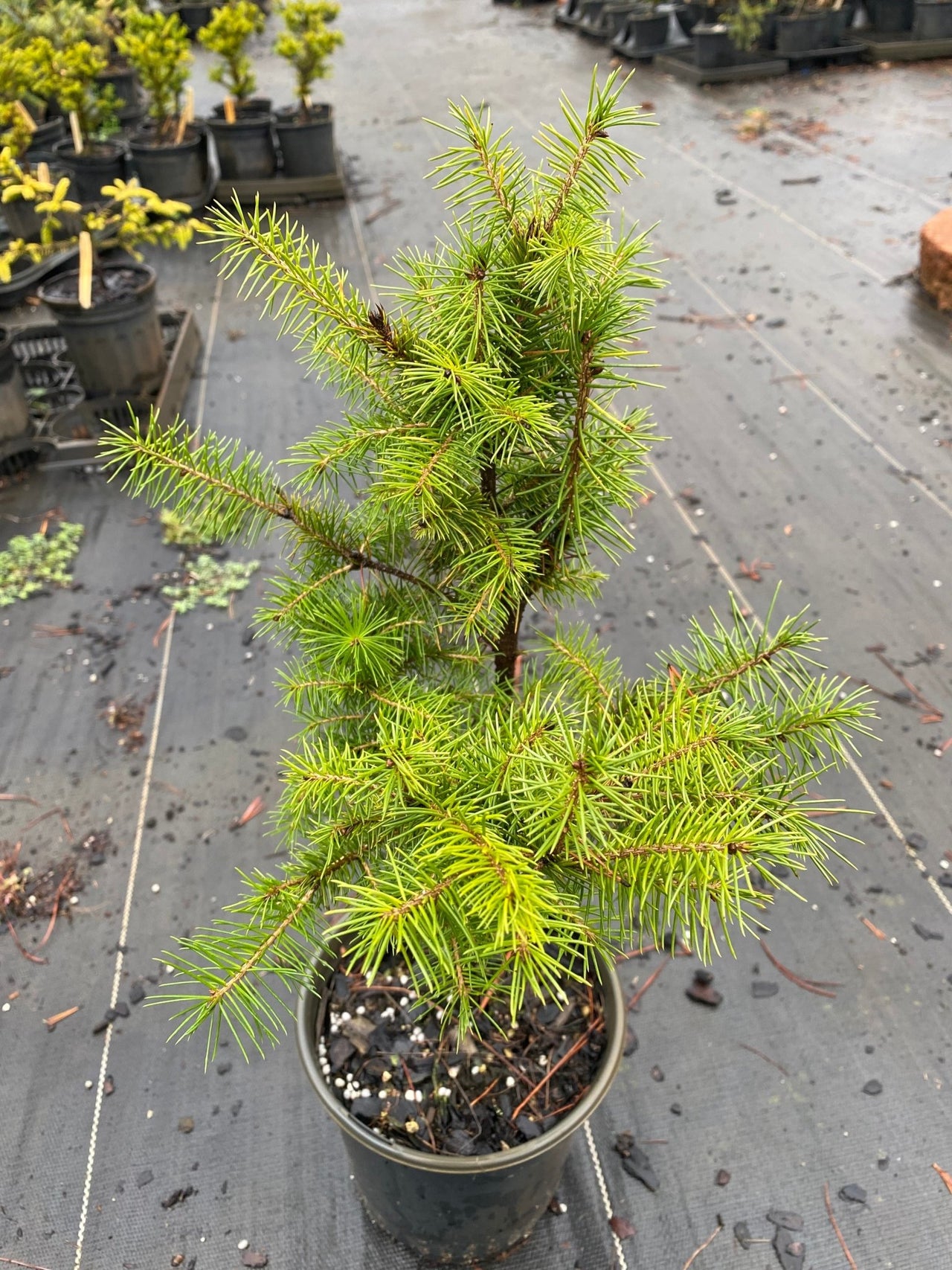 Picea Abies - Maple Ridge Nursery