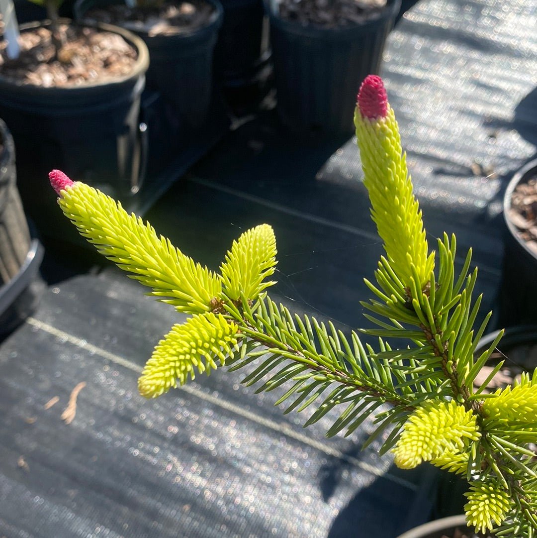 Picea abies 'Acrocona' Norway Spruce - Maple Ridge Nursery