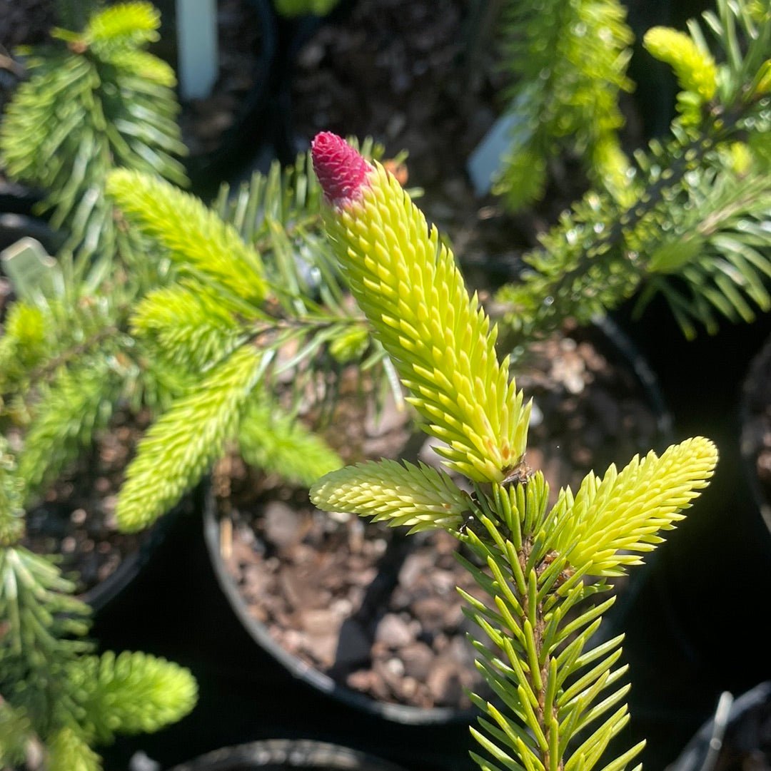 Picea abies 'Acrocona' Norway Spruce - Maple Ridge Nursery