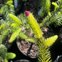 Thumbnail for Picea abies 'Acrocona' Norway Spruce - Maple Ridge Nursery