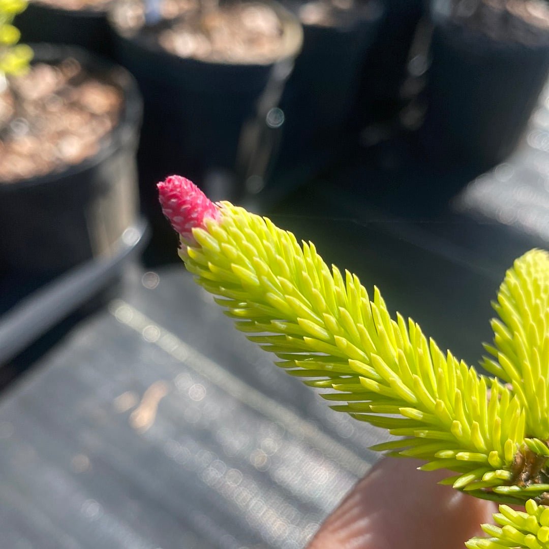 Picea abies 'Acrocona' Norway Spruce - Maple Ridge Nursery