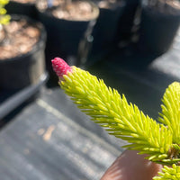 Thumbnail for Picea abies 'Acrocona' Norway Spruce - Maple Ridge Nursery