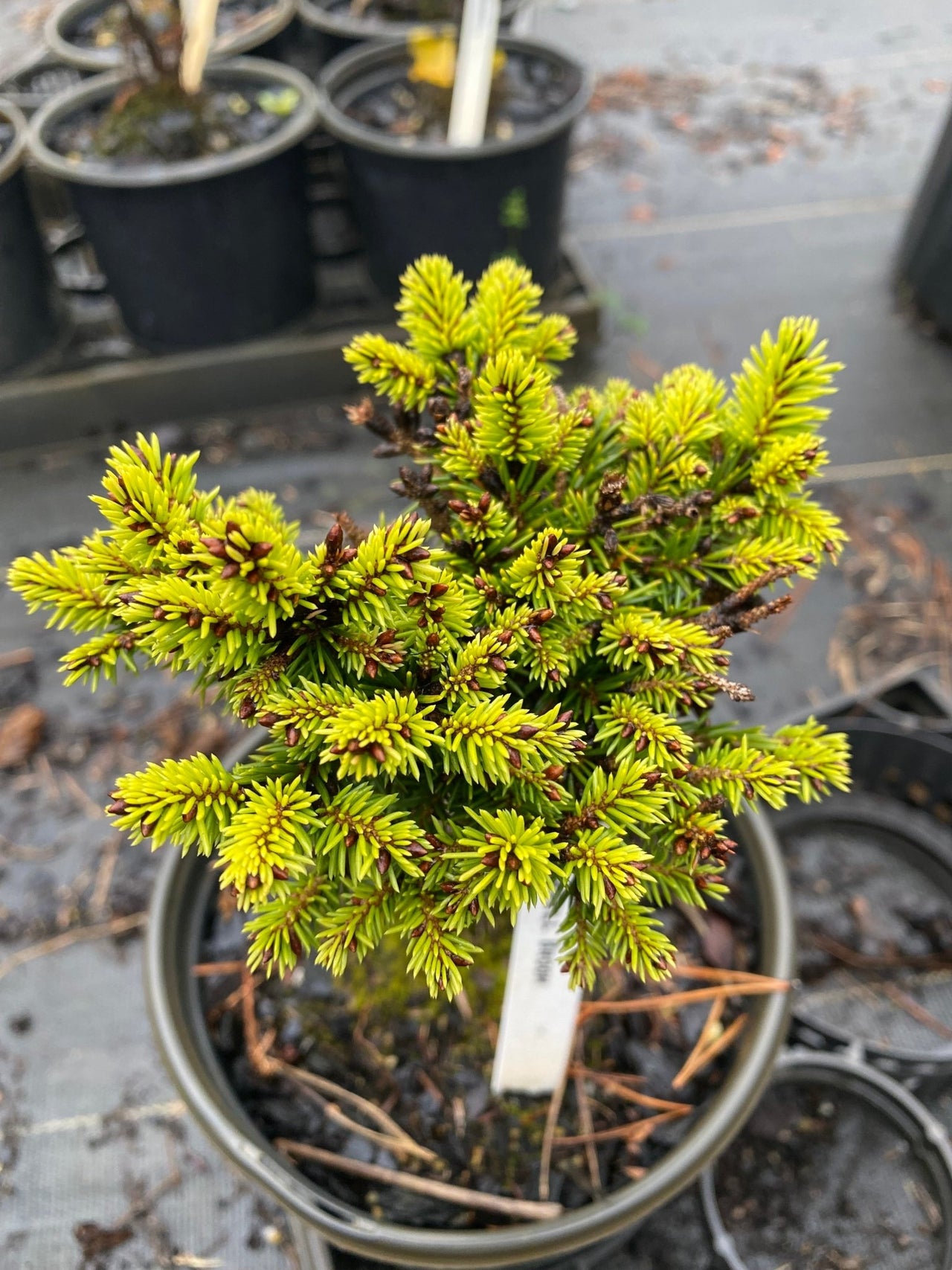 Picea abies 'Cornell Broom' Dwarf Norway Spruce - Maple Ridge Nursery