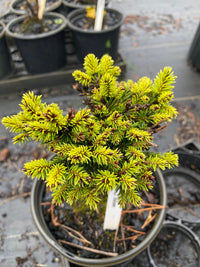 Thumbnail for Picea abies 'Cornell Broom' Dwarf Norway Spruce - Maple Ridge Nursery