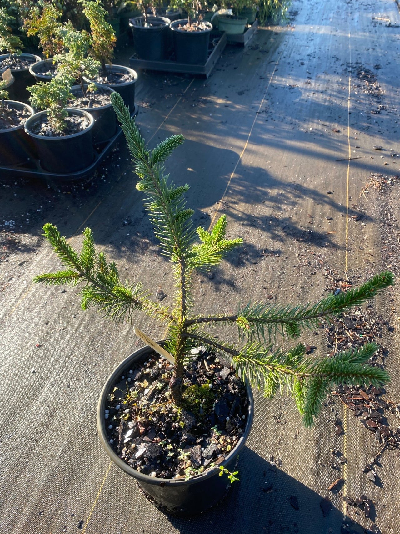 Picea abies 'Formanek' Weeping Norway Spruce - Maple Ridge Nursery