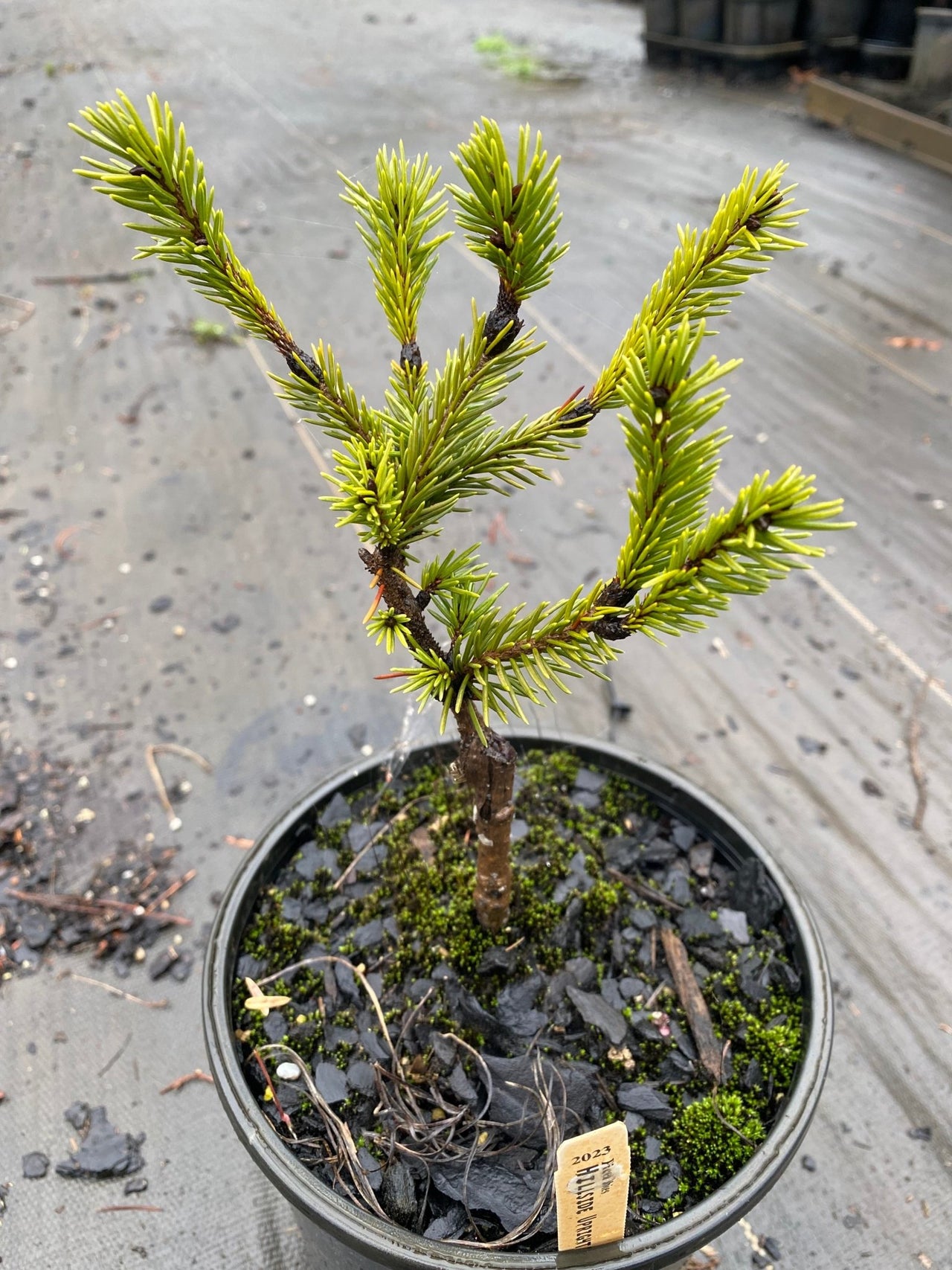 Picea abies 'Hillside Upright' - Maple Ridge Nursery