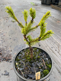 Thumbnail for Picea abies 'Hillside Upright' - Maple Ridge Nursery