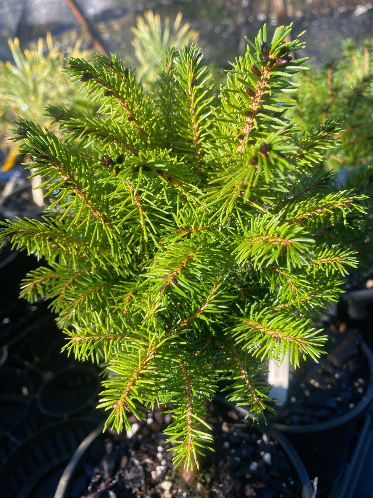 Picea abies 'Horace Wilson' - Maple Ridge Nursery