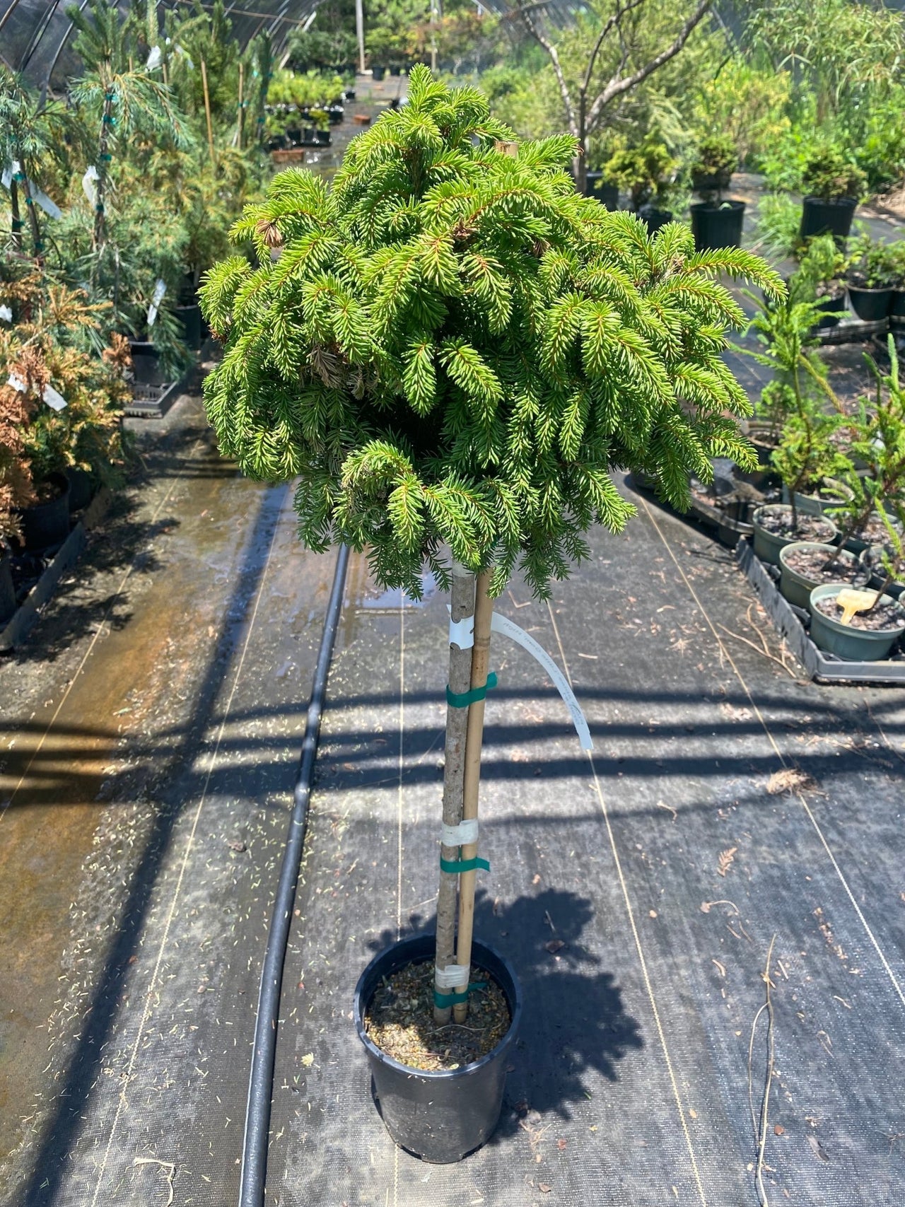 Picea abies 'Little Gem' Dwarf Norway Spruce - Maple Ridge Nursery